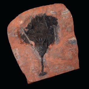 Scyphocrynites sp_liliowiec _Maroko_75